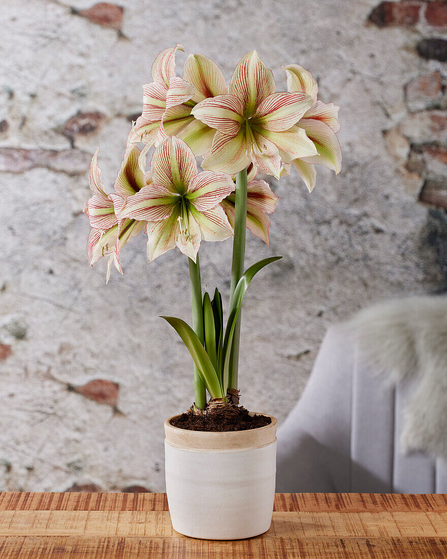 Hippeastrum