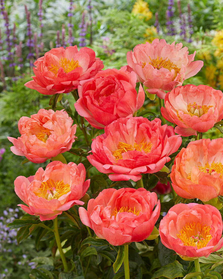 Paeonia Coral Sunset