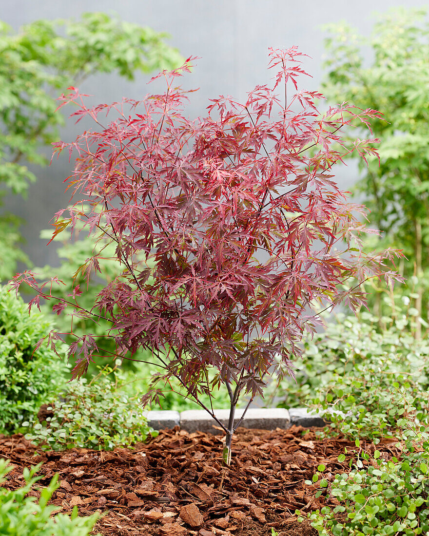 Fächerahorn (Acer palmatum) 'Royal Garnet'