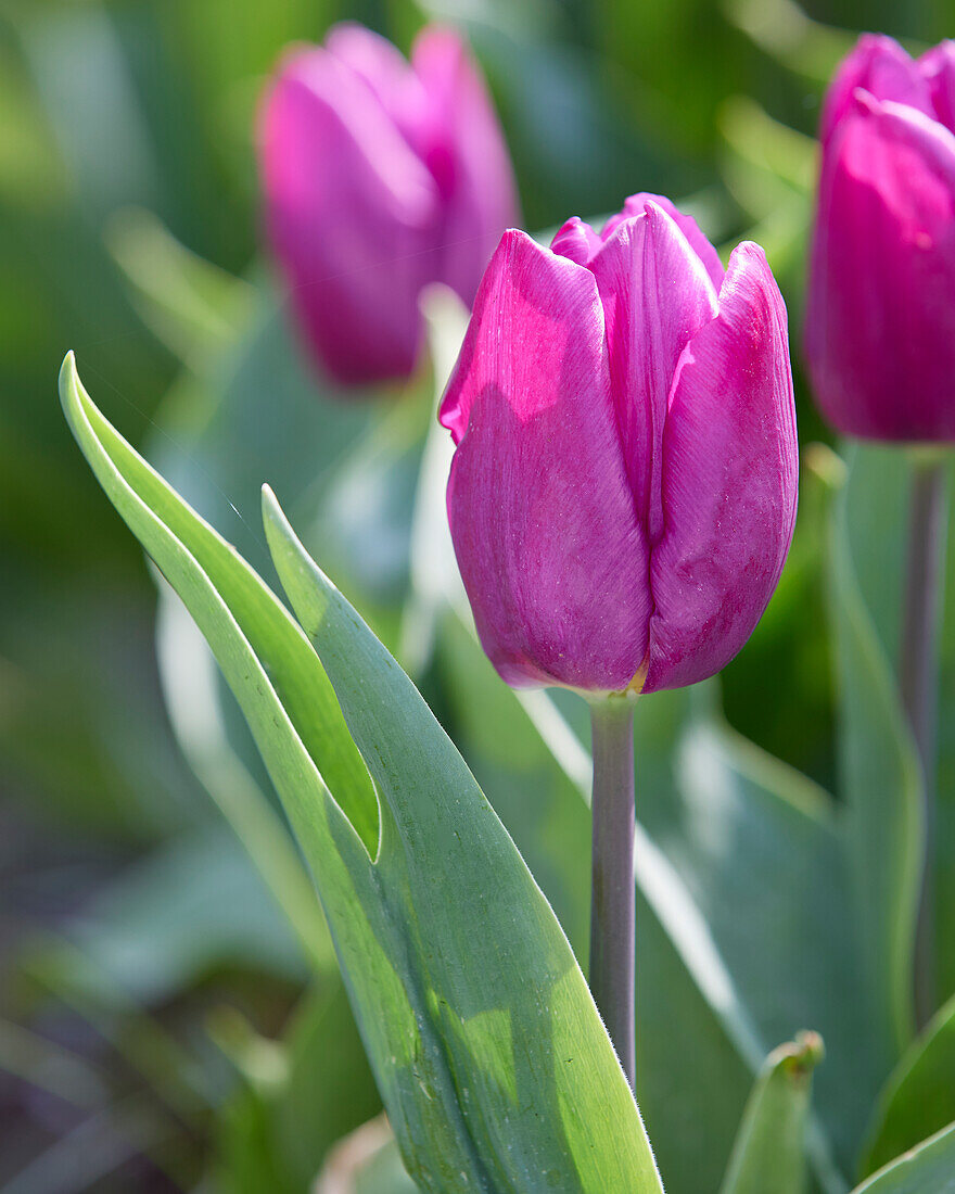 Tulpe (Tulipa) 'Purple Prince'