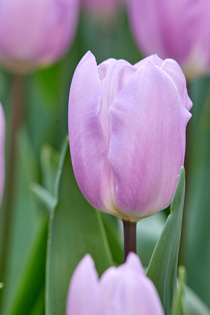 Tulipa Paradero