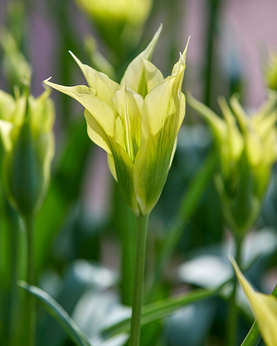 Tulpe (Tulipa), lilienblütig