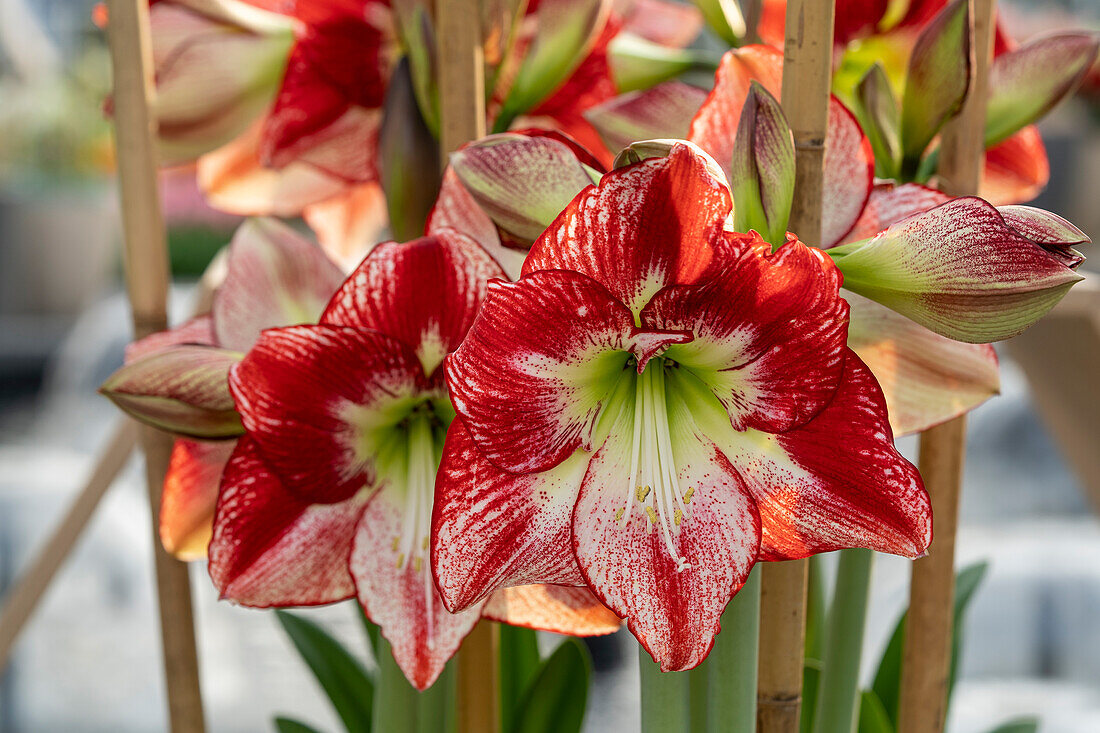 Hippeastrum Flamenco Queen