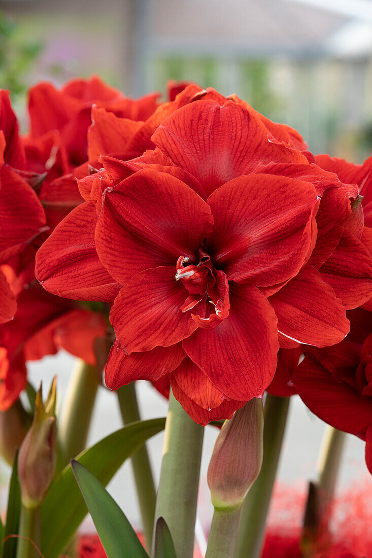 Hippeastrum Red Toro