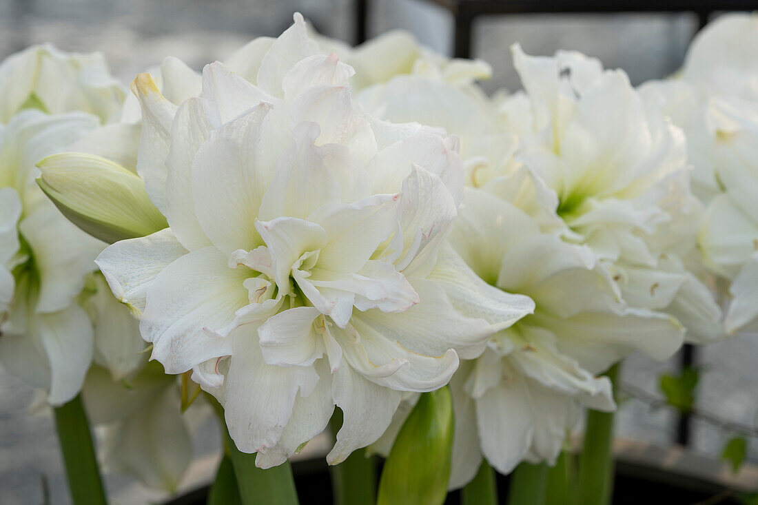 Hippeastrum Arctic Nymph