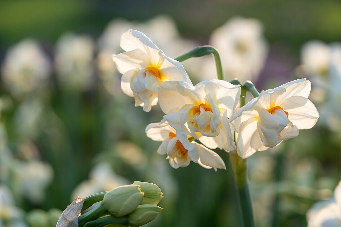 Narcissus Abba