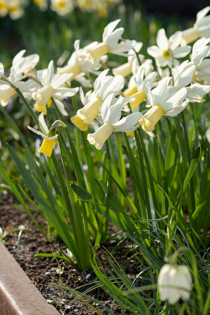 Narcissus Emcys