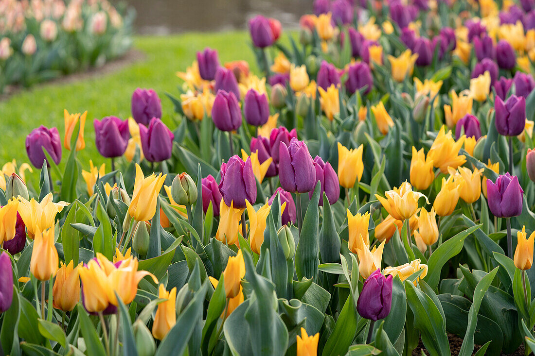 Tulpe (Tulipa) 'Passionale', 'Shogun'