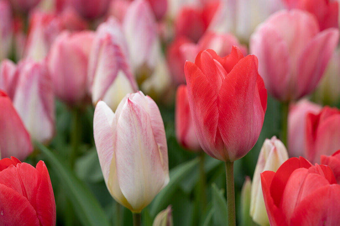 Tulpe (Tulipa) 'van Eijk', Mischung