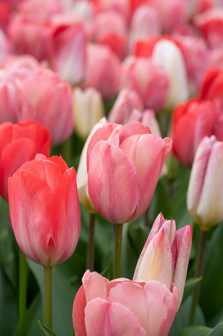 Tulpe (Tulipa) 'van Eijk', Mischung