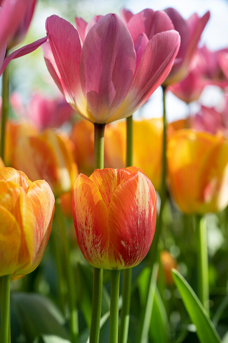 Tulipa Paintbrush