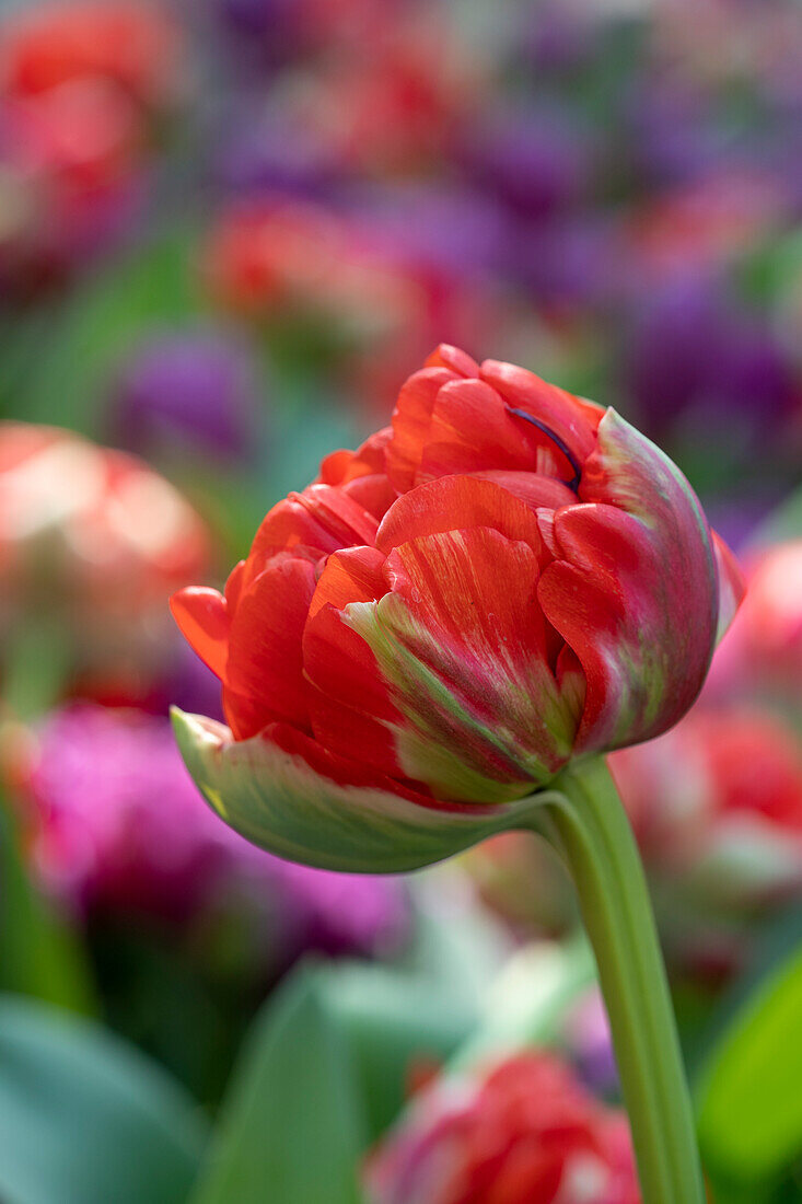 Tulipa Bombastic Red