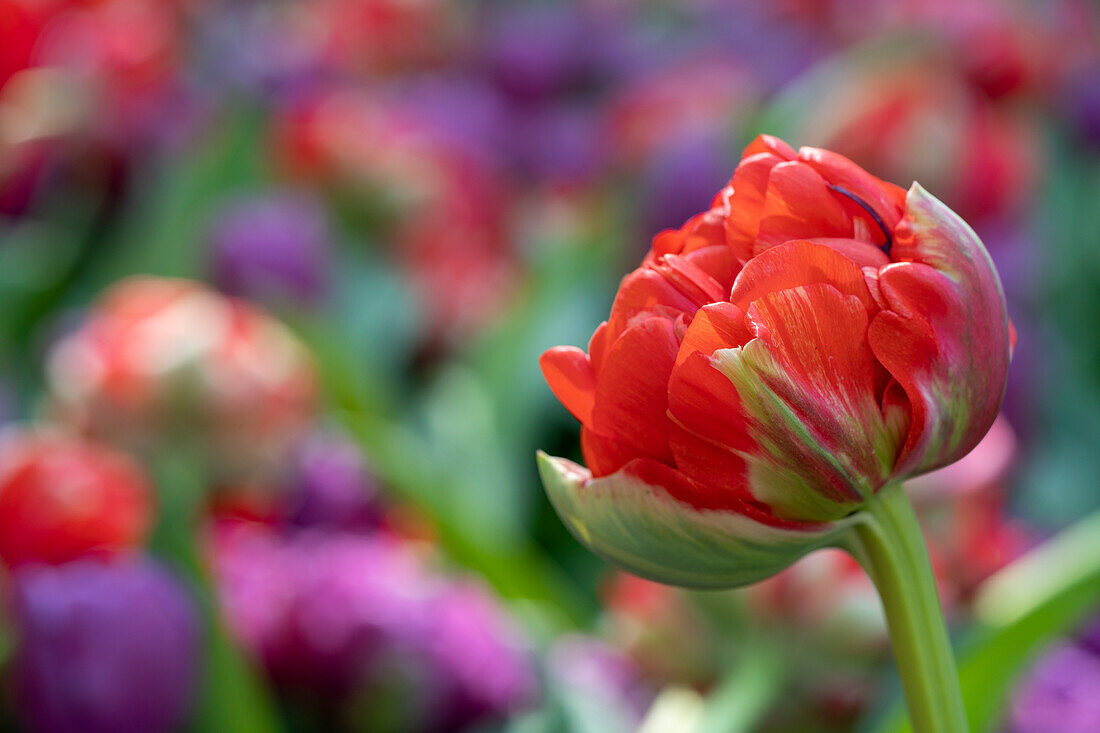 Tulipa Bombastic Red