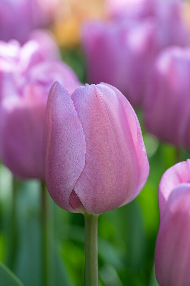 Tulipa Alibi