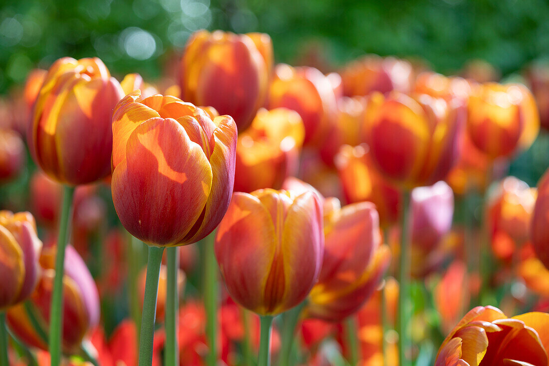 Tulipa Bronze Perfection