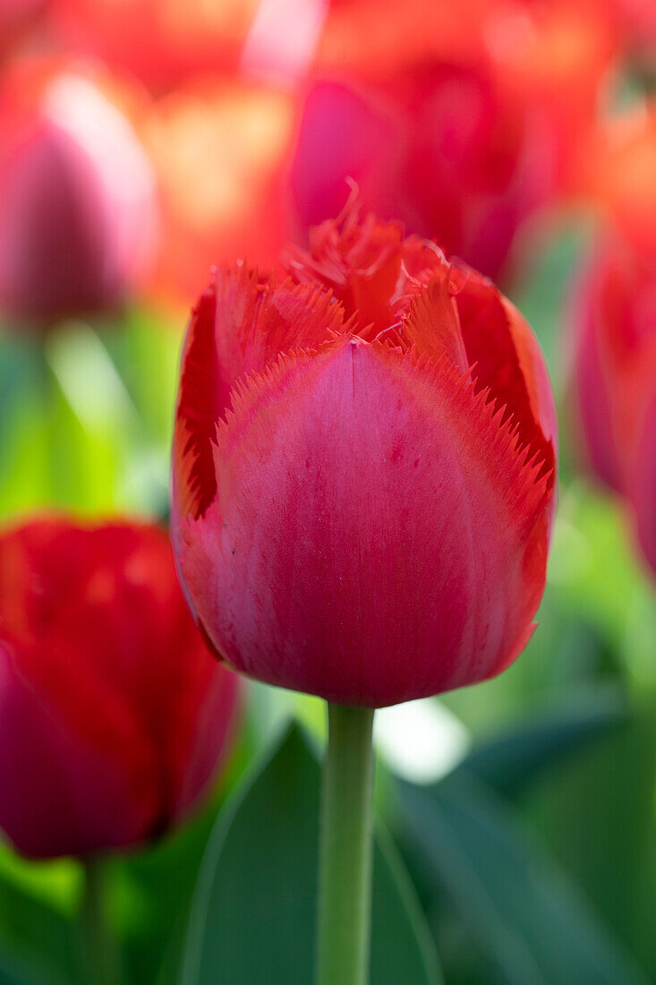 Tulpe (Tulipa) 'Masterpeace'