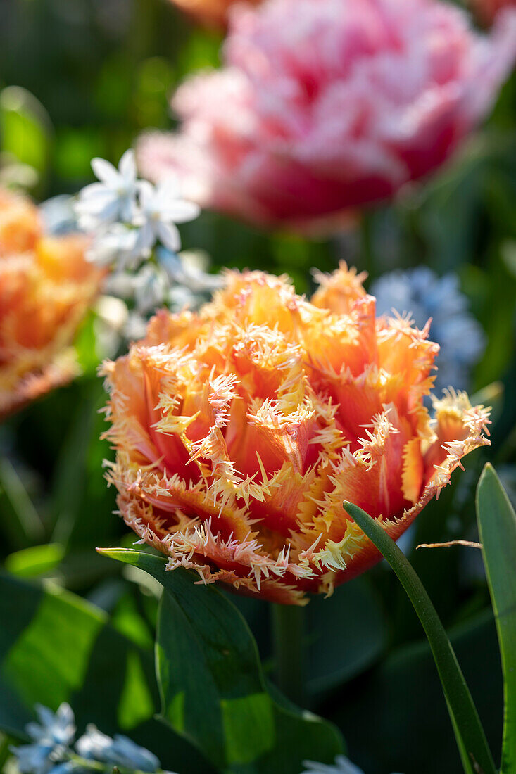 Tulipa Brisbane