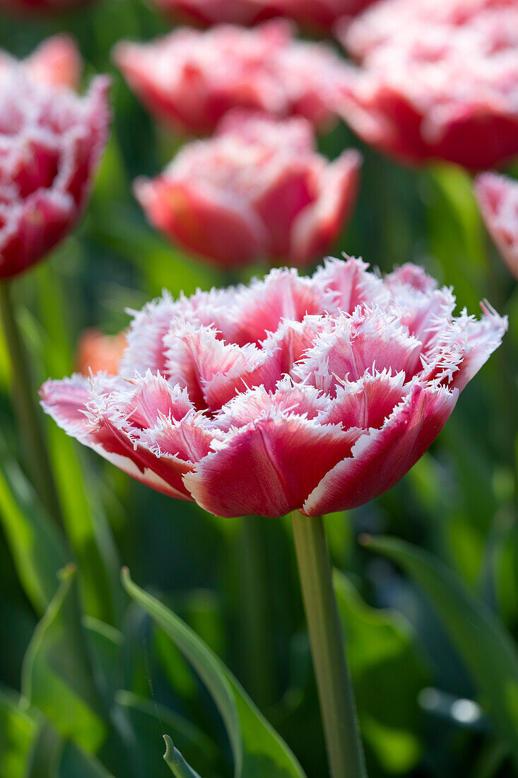 Tulipa Brest