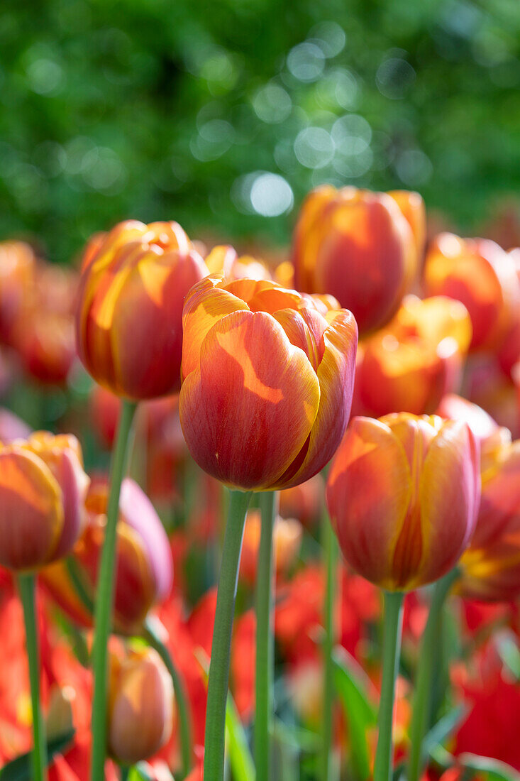 Tulpe (Tulipa) 'Bronze Perfection'