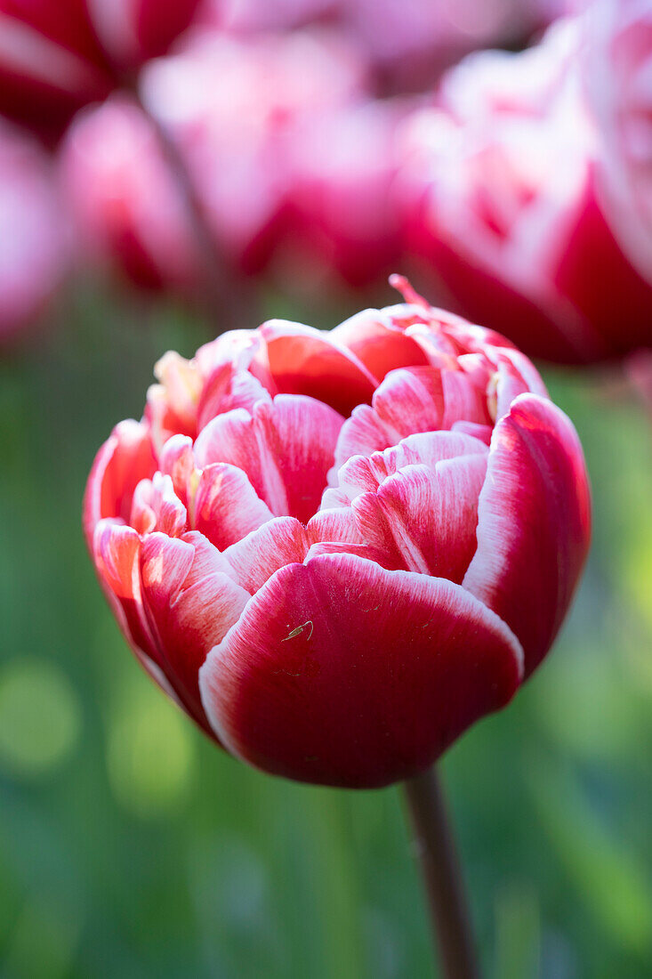 Tulipa Drumline