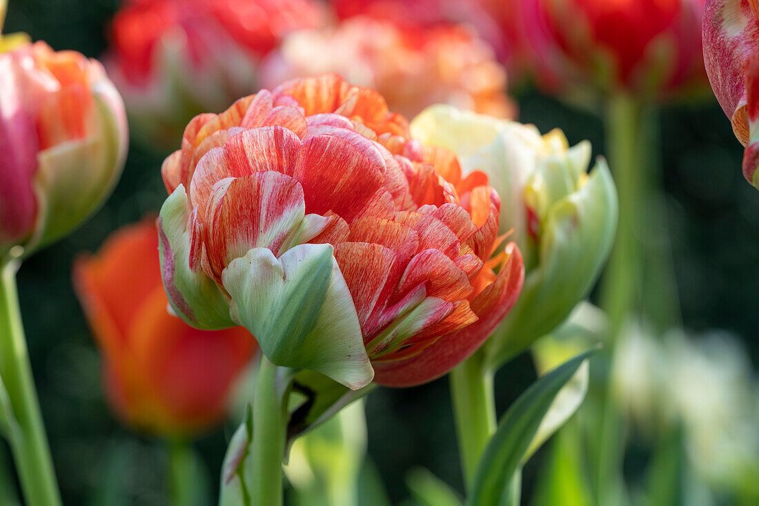 Tulipa Gudoshnik Double