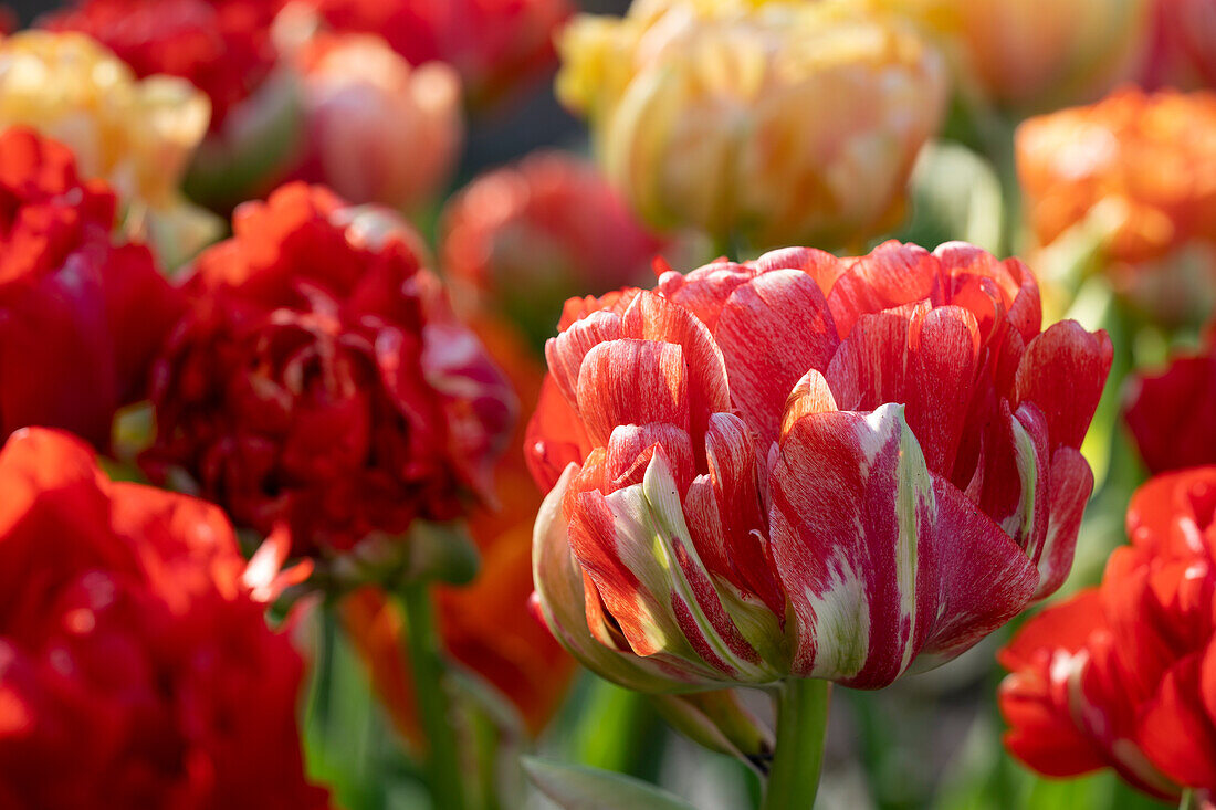 Tulipa Gudoshnik Double