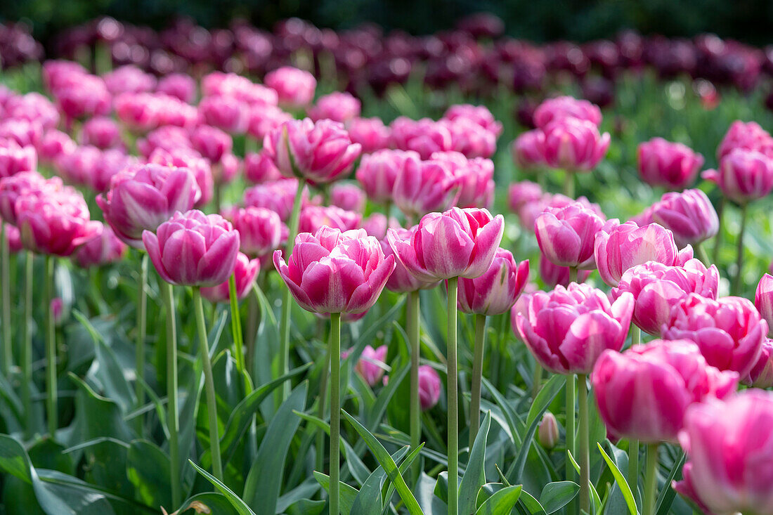 Tulpe (Tulipa) 'Vogue'