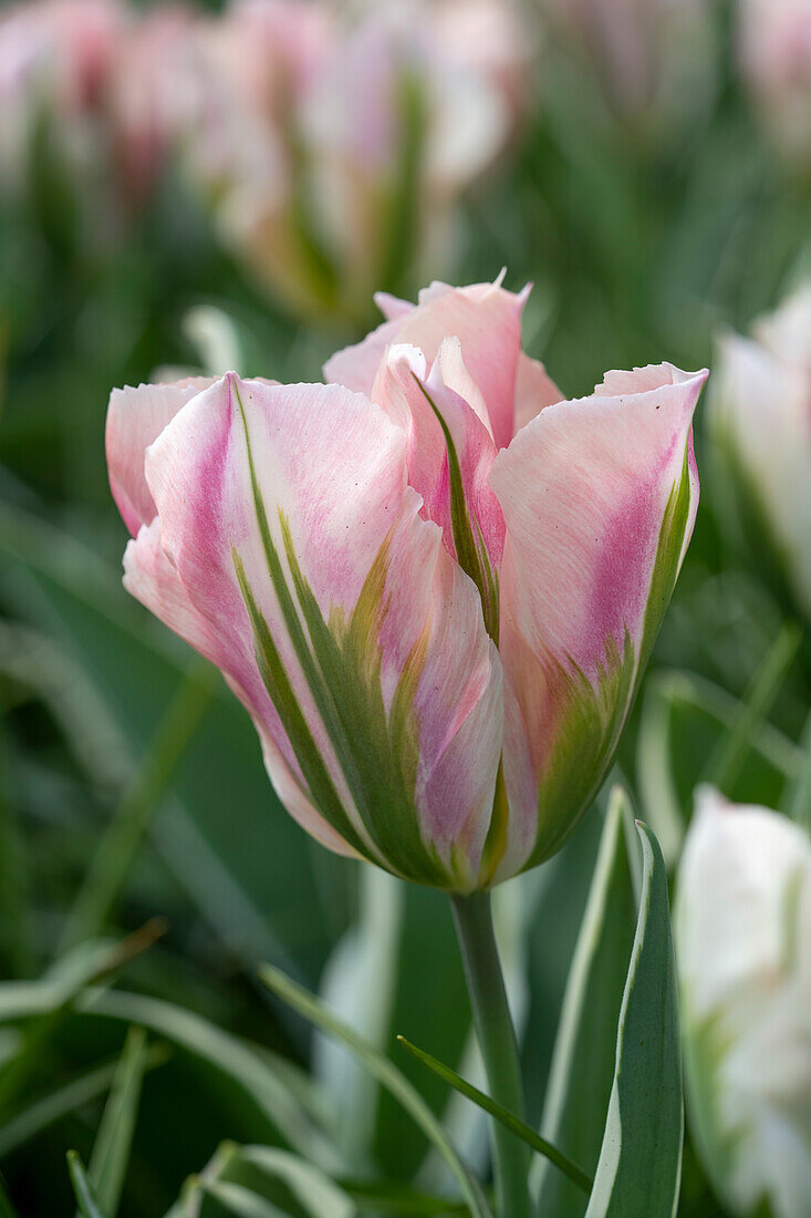 Tulipa China Town