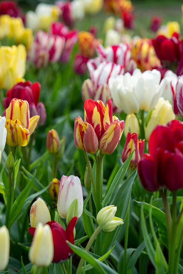 Tulpe (Tulipa) 'Club', Mischung