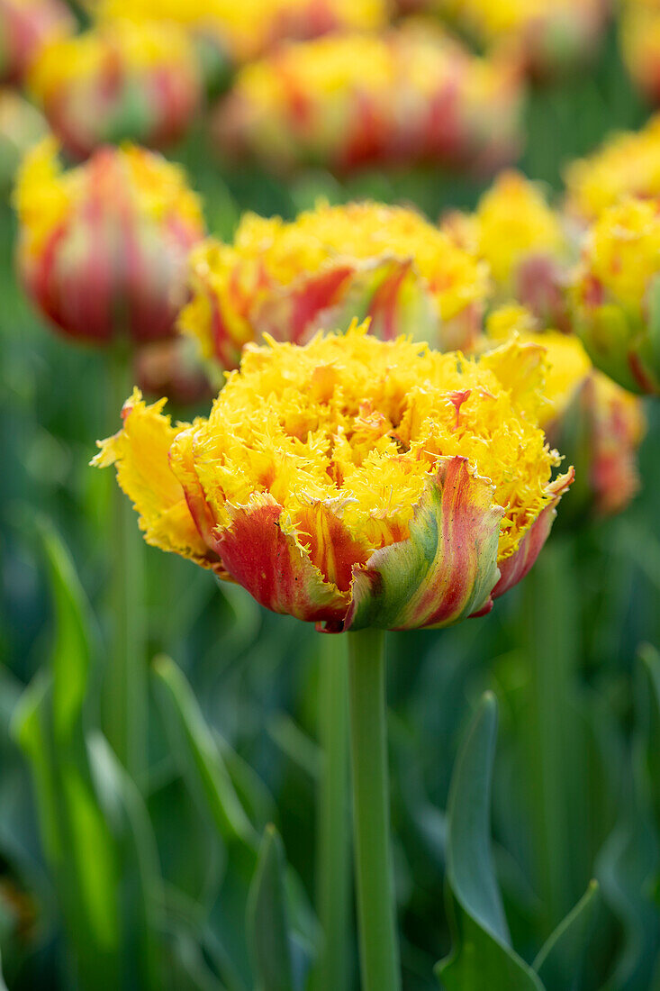 Tulpe (Tulipa) 'Kensington'