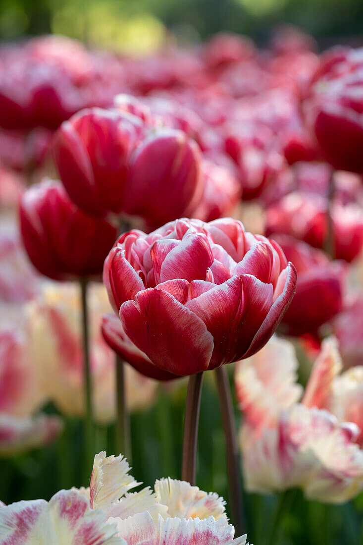 Tulpe (Tulipa) 'Drumline'