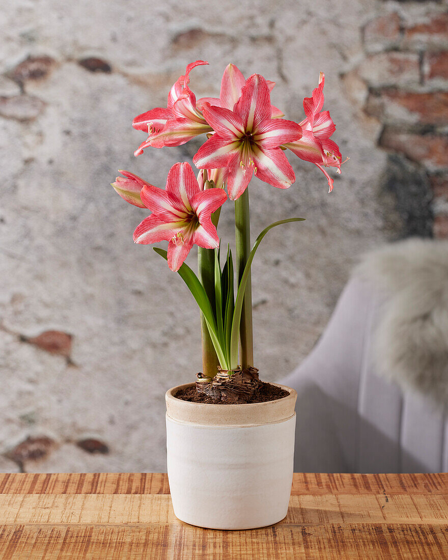 Hippeastrum Pinkolo