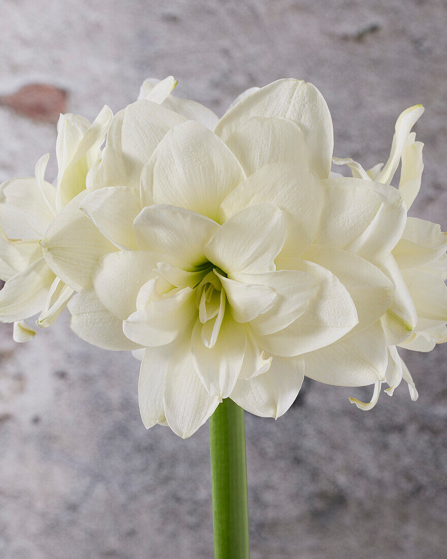 Hippeastrum Marquis