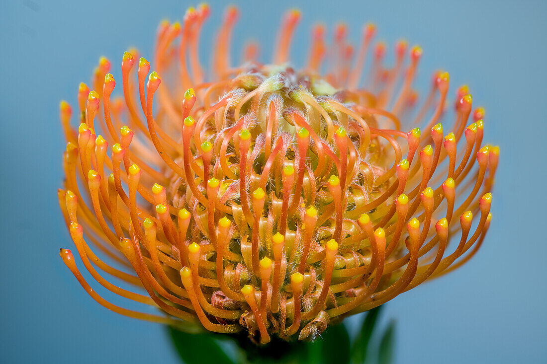 Ornamental Pincushion (Leucospermum cordifolium)