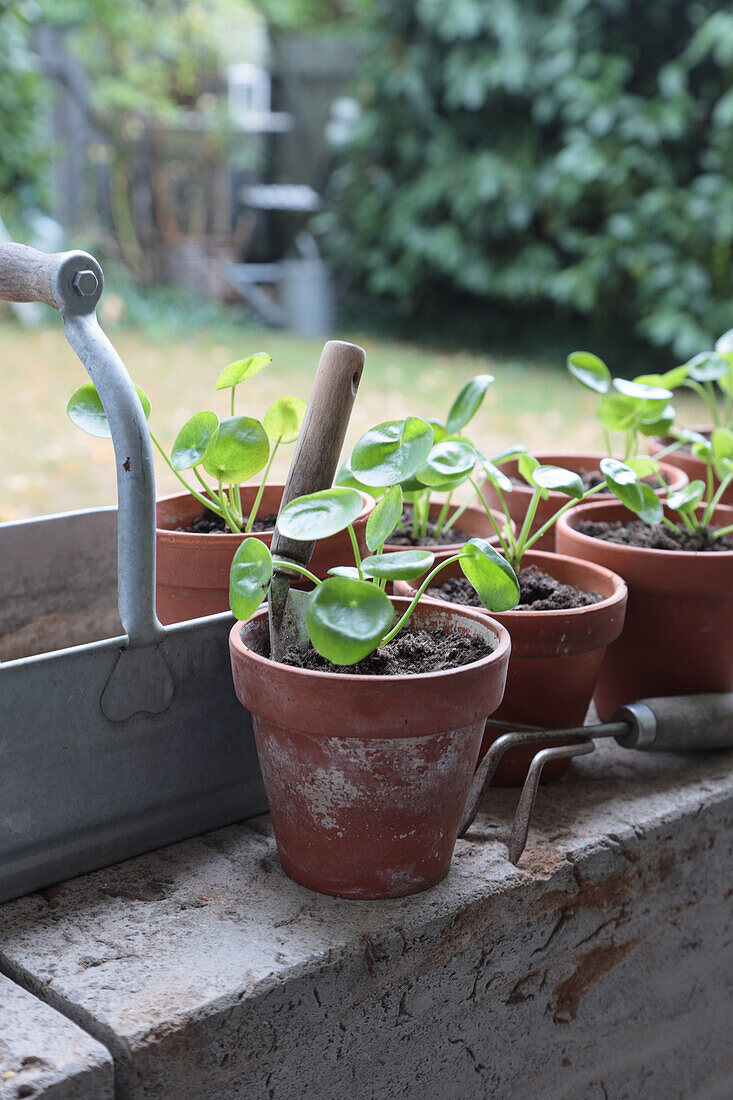 Dividing and repotting offshoots of cannon flower (Pilea peperomioides)