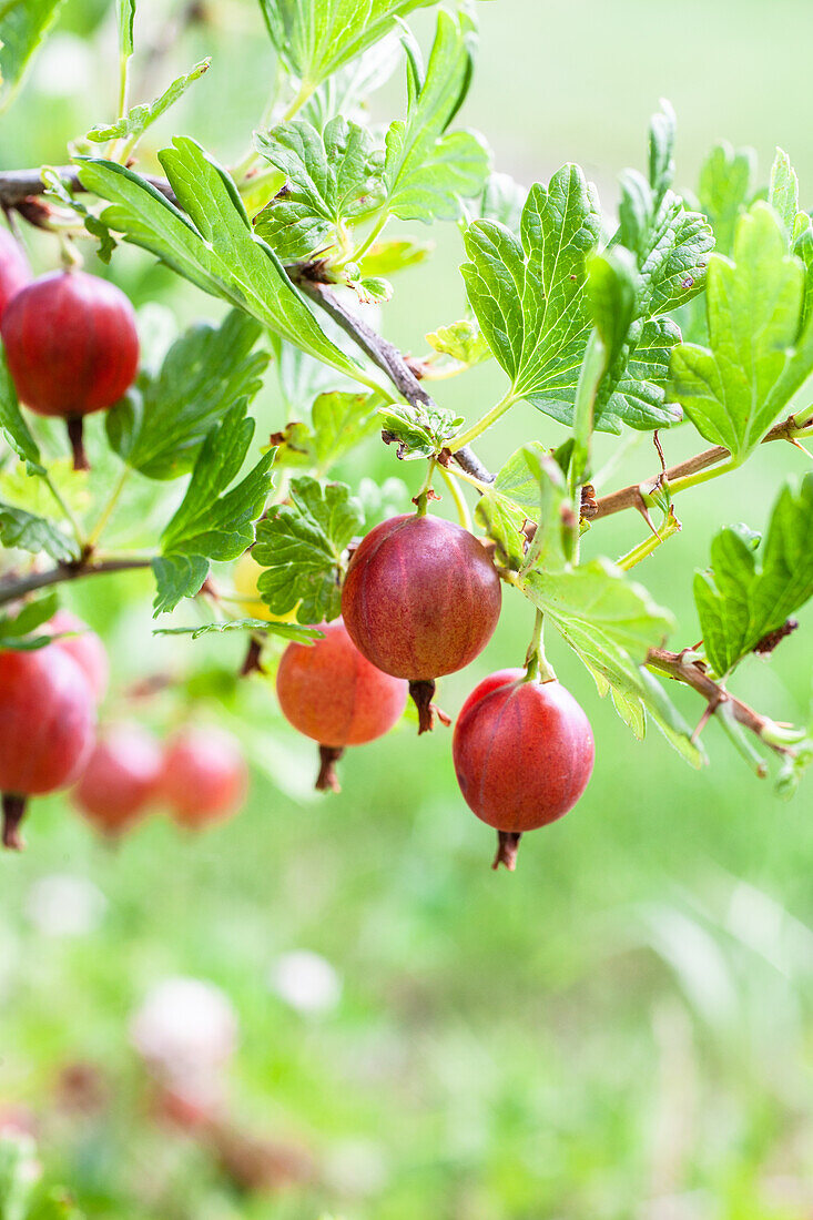 Stachelbeeren am Strauch