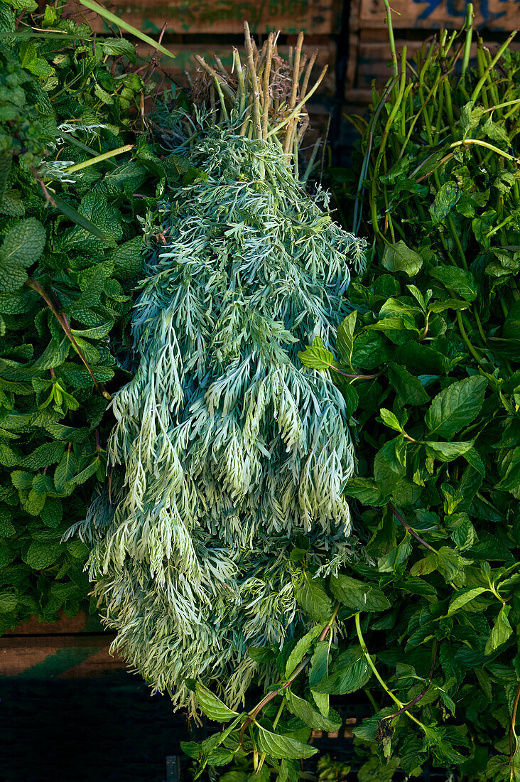 Wormwood herb, basil, and mint at a market in Rabat, Morocco