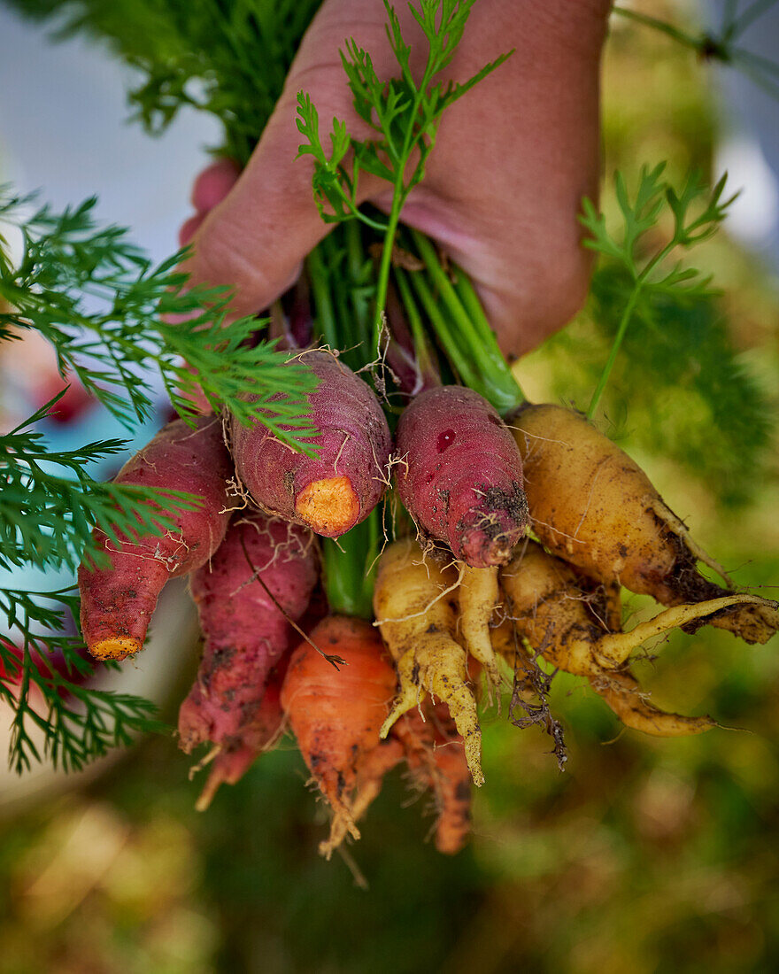 Hand holding fresh carrots