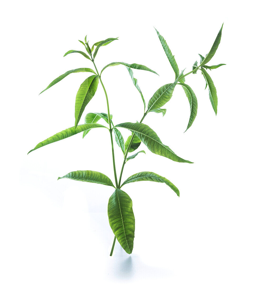 Two sprigs of lemon verbena against a white background