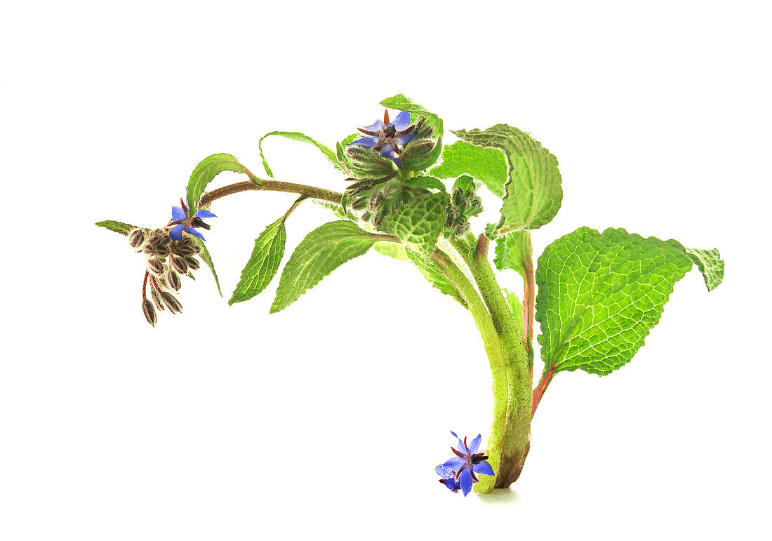 Borretschzweig mit Blumen vor weißem Hintergrund