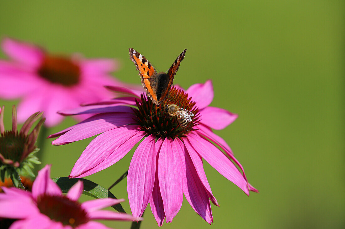 Sonnenhut (Echinacea) in Pink mit Schmetterling und Biene