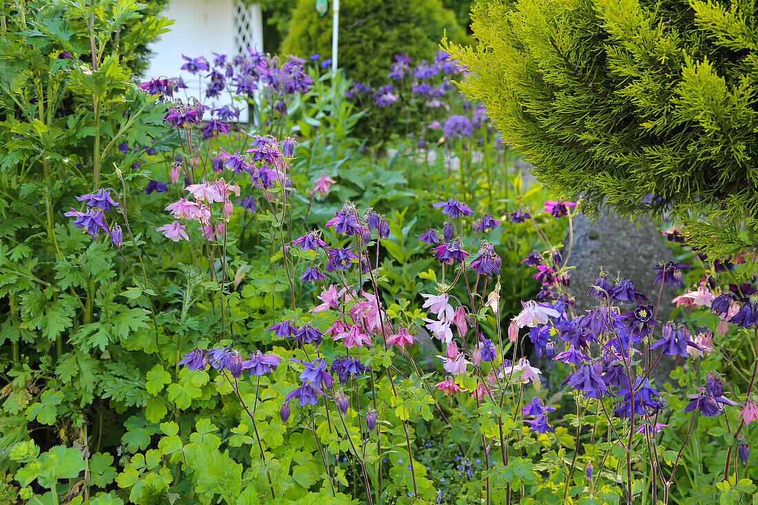 Columbine (Aquilegia vulgaris) in a flowerbed