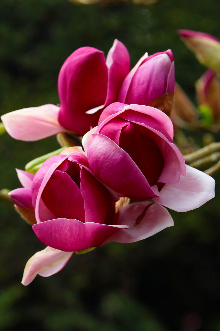 Magnolia flowers