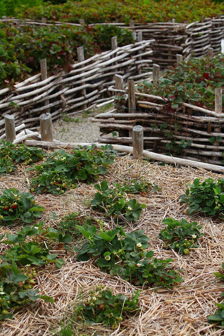 Strawberry raised beds with border on woven branches