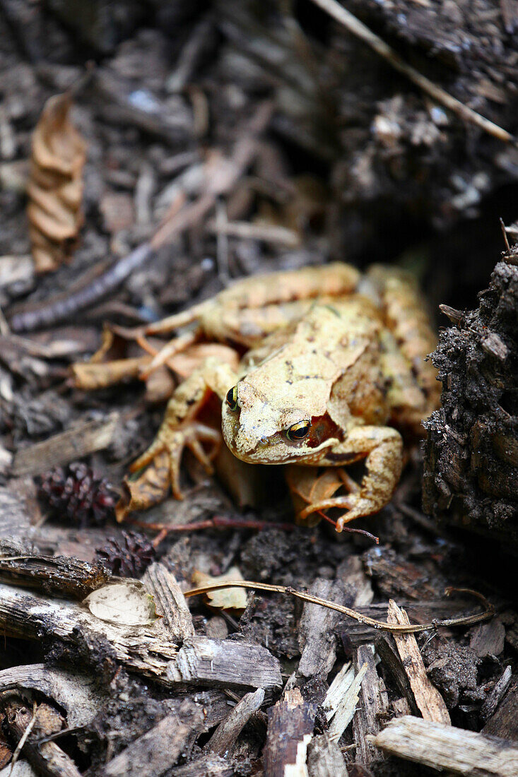 Toad on the ground