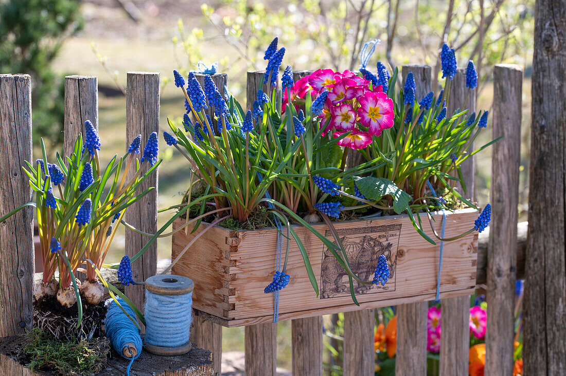 Blumenkasten mit Traubenhyazinthen (Muscari) und Frühlingsprimeln (Primula) am Zaun hängend