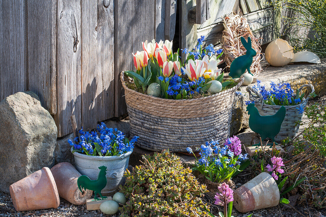 Greig-Tulpe (Tulipa greigii), Blausterne (Scilla), Hyazinthen, Sternhyazinthen (Chionodoxa) in Töpfen und Osterdeko