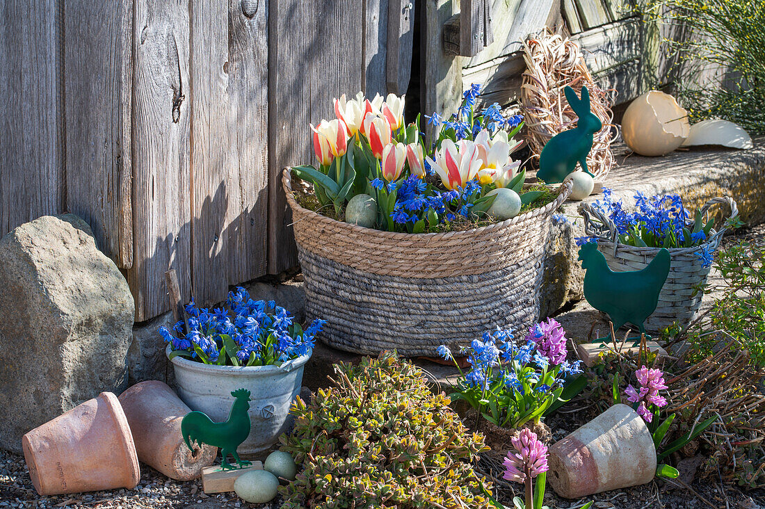 Greig tulip (Tulipa greigii), blue ostriches (Scilla), hyacinths, star hyacinths (Chionodoxa) in pots and Easter decoration