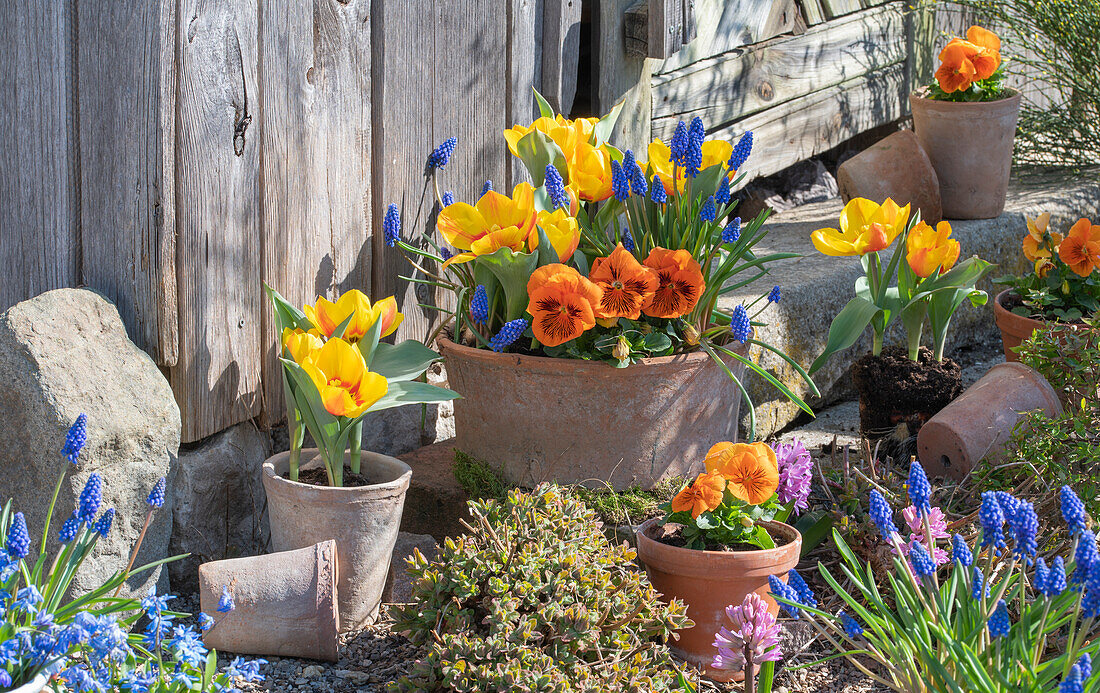 Yellow tulip 'Flair' (Tulipa), grape hyacinths (Muscari), garden pansies (Viola wittrockiana), blue star (Scilla) in clay pots in the garden