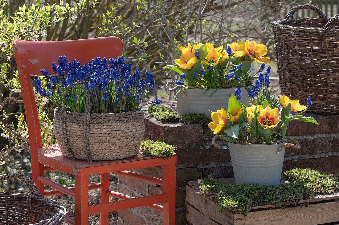Gelbe Tulpe 'Flair' (Tulipa) und Traubenhyazinthen (Muscari) in Töpfen mit Osterdeko auf der Terrasse